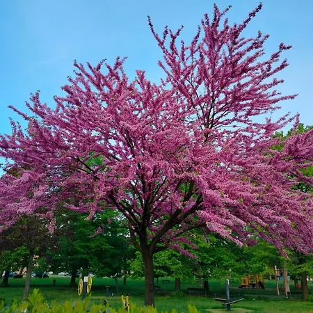 Gloria House Apartament